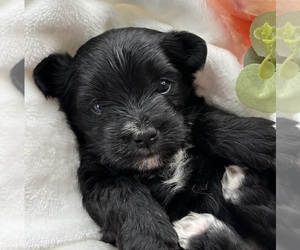 Morkie Puppy for sale in ROCK STREAM, NY, USA