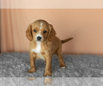 Puppy Baylor Golden Cavadoodle