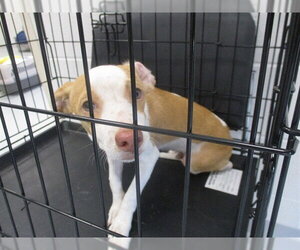Chihuahua Dogs for adoption in Ocala, FL, USA