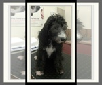 Small Photo #38 Sheepadoodle Puppy For Sale in RIALTO, CA, USA