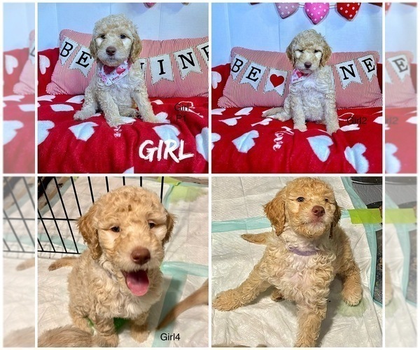Medium Photo #1 Goldendoodle Puppy For Sale in BROOKFIELD, IL, USA