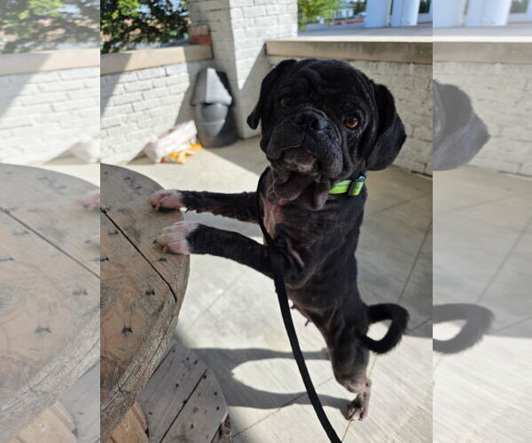 Medium Photo #2 Box-a-Pug Puppy For Sale in Indianapolis, IN, USA