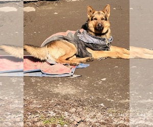 Father of the German Shepherd Dog puppies born on 07/01/2025