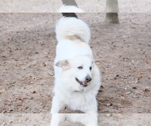 Medium Photo #31 Great Pyrenees Puppy For Sale in Spring, TX, USA