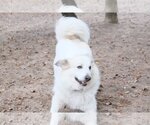 Small Photo #31 Great Pyrenees Puppy For Sale in Spring, TX, USA