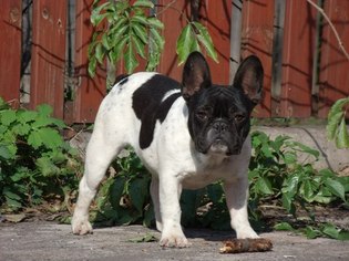 Mother of the French Bulldog puppies born on 07/02/2017