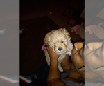 Puppy 1 Morkie-Poodle (Toy) Mix