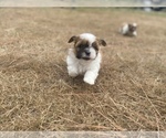 Small Photo #63 Shih Tzu Puppy For Sale in VENETA, OR, USA