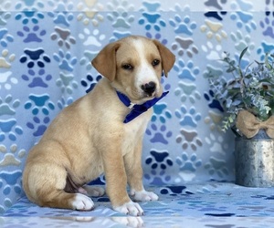 Boxer-German Shepherd Dog Mix Puppy for sale in LANCASTER, PA, USA