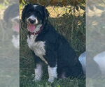 Small Miniature Bernedoodle