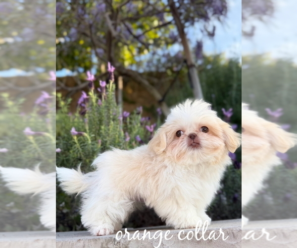 Medium Photo #3 Shih Tzu Puppy For Sale in RIVERSIDE, CA, USA
