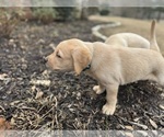 Small #41 Labrador Retriever