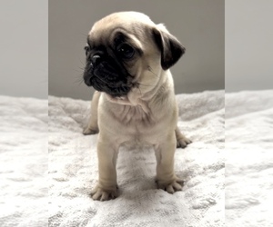 Pug Puppy for sale in EDWARDSBURG, MI, USA