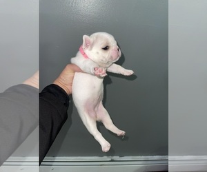 French Bulldog Puppy for sale in OCALA, FL, USA