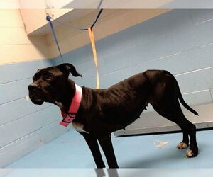 Mutt Dogs for adoption in Moreno Valley, CA, USA