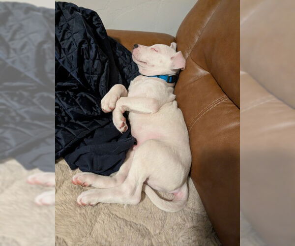 Medium Photo #7 Mutt Puppy For Sale in Sandy, UT, USA