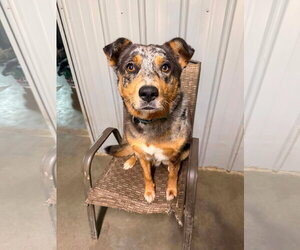 Autumn - Female Australian Shepherd-Unknown Mix Dog for Adoption