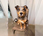 Autumn - Female Australian Shepherd-Unknown Mix Dog for Adoption - Small photo