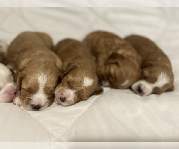 Medium Photo #5 Cavalier King Charles Spaniel-Poodle (Standard) Mix Puppy For Sale in TORRANCE, CA, USA