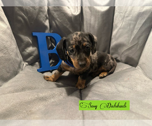Dachshund Puppy for sale in BENNINGTON, OK, USA