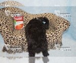 Small #5 Maltipoo