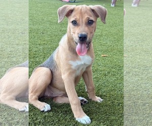Val - Female Beagle-Unknown Mix Dog for Adoption - Photo #3