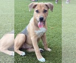 Small Photo #3 Beagle-Unknown Mix Puppy For Sale in Escondido, CA, USA
