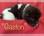 Small Photo #5 Akita Puppy For Sale in BIRON, WI, USA