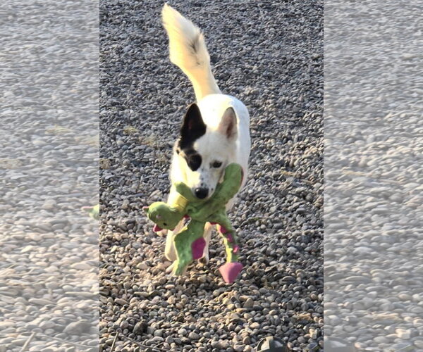 Medium Photo #2 Border Collie-Unknown Mix Puppy For Sale in Peralta, NM, USA