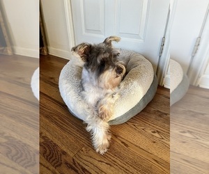 Schnauzer (Miniature) Puppy for sale in KINGSPORT, TN, USA