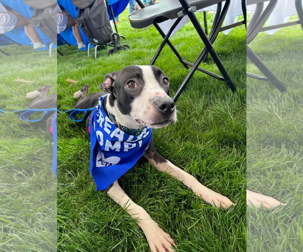 Medium Photo #4 American Pit Bull Terrier-Unknown Mix Puppy For Sale in Virginia Beach, VA, USA