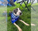 Small #3 American Pit Bull Terrier Mix