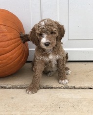 Goldendoodle-Poodle (Standard) Mix Puppy for sale in AZLE, TX, USA