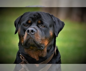 Father of the Rottweiler puppies born on 06/20/2021