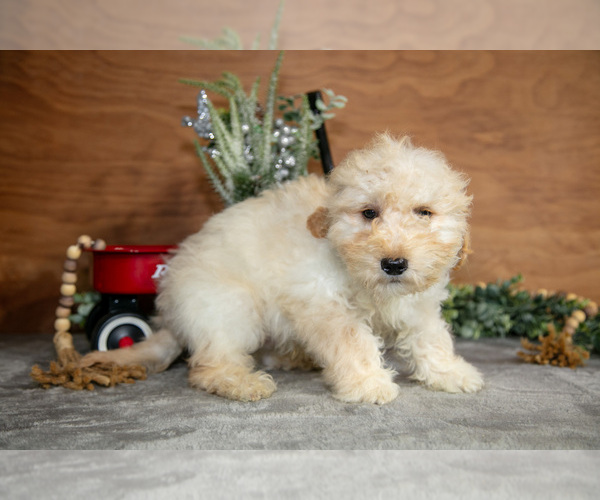 Medium Photo #3 Goldendoodle (Miniature) Puppy For Sale in WOLCOTTVILLE, IN, USA