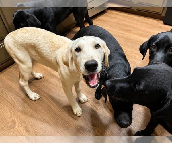 Medium Photo #4 Labrador Retriever Puppy For Sale in Clovis, CA, USA