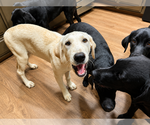 Small #3 Labrador Retriever