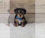 Small #2 Yorkshire Terrier