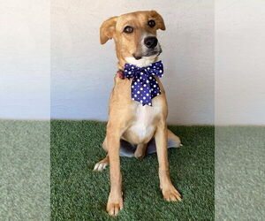 Marla - Female Boxador Dog for Adoption - Photo #4