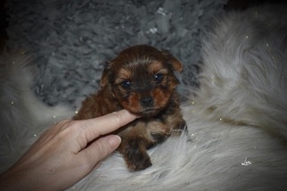Yorkshire Terrier Puppy for sale in KELLY, LA, USA