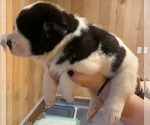 Small #5 Cane Corso-Saint Bernard Mix