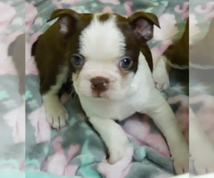 Boston Terrier Puppy for sale in BEND, OR, USA