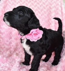 Bordoodle Puppy for sale in OAK HILL, WV, USA