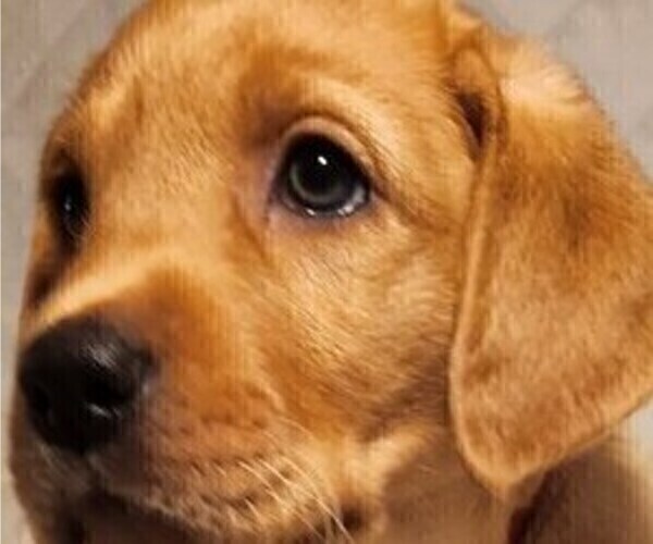 Medium Photo #58 Labrador Retriever Puppy For Sale in BUFFALO, NY, USA