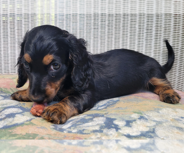 Medium Photo #1 Dachshund Puppy For Sale in CANDLER, NC, USA