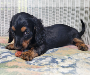 Dachshund Puppy for sale in CANDLER, NC, USA