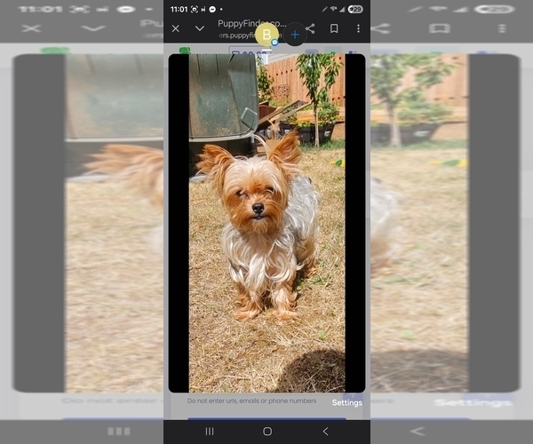 Medium Photo #1 Yorkshire Terrier Puppy For Sale in SALEM, OR, USA