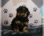 Puppy 0 Poodle (Toy)-Yorkshire Terrier Mix