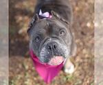 Small Bulldog Mix