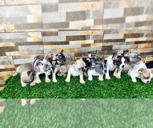 French Bulldog Dogs for adoption in LOS ANGELES, CA, USA